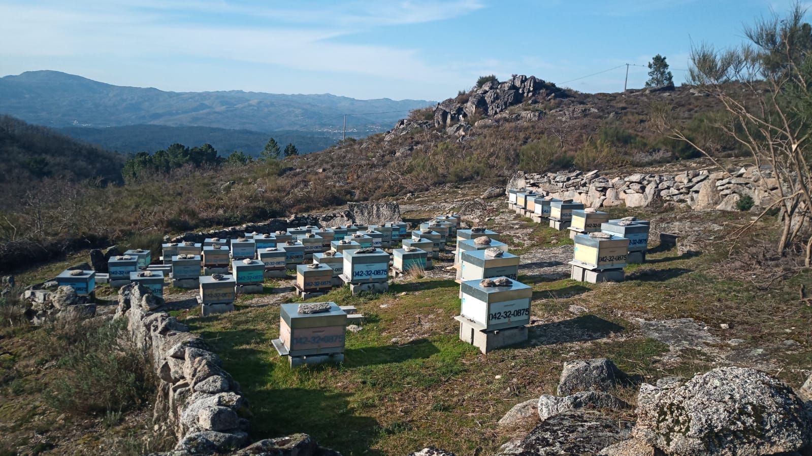 Nuestras Colmenas Miel Montes do Xurés