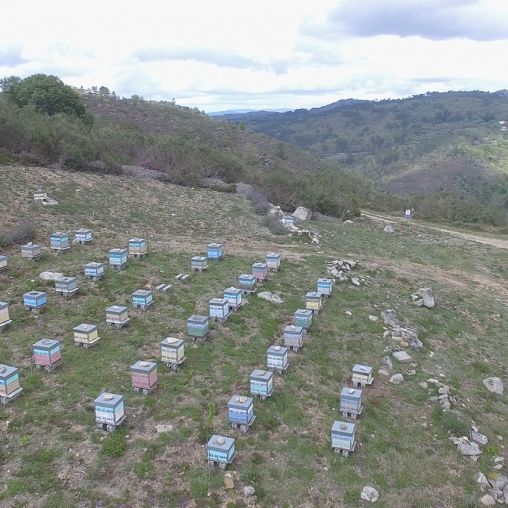 Nuestras Colmenas - Miel ecológica Montes do Xures