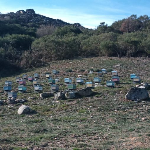 Nuestras Colmenas Miel Montes do Xurés