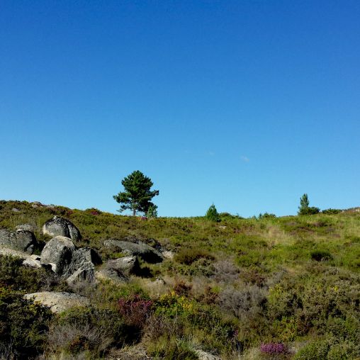 Nuestro Entorno - Miel Ecológica de Galicia Montes do Xurés